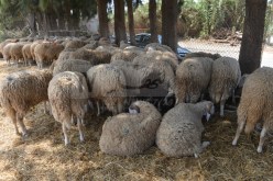 وزارة الفلاحة: تلقيح 5 ملايين رأس غنم ضد طاعون المجترات الصغيرة