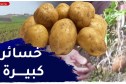 سكيكدة: خسائر كبيرة للفلاحين في شعبة البطاطا بفعل موجة الجليد