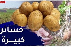 سكيكدة: خسائر كبيرة للفلاحين في شعبة البطاطا بفعل موجة الجليد