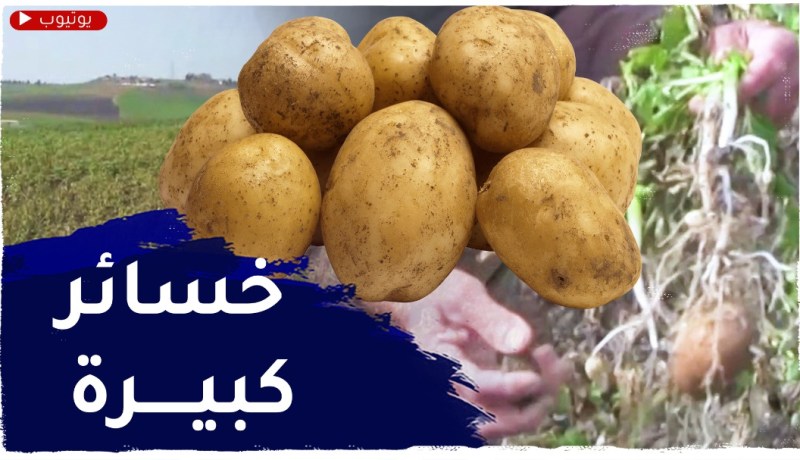 سكيكدة: خسائر كبيرة للفلاحين في شعبة البطاطا بفعل موجة الجليد