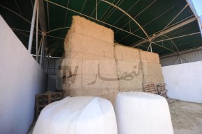 غلق المستودعات الخاصة ببيع المواد العلفية .. الموالون يطالبون بالبدائل