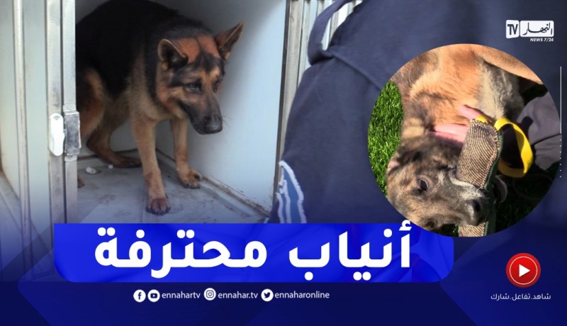 روبورتاج: أنياب محترفة لكشف المجرمين ومطـاردة المهربين