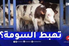 إستقرار أسعار اللحوم برمضان..هل سيكون الحل في إستيراد عجول التسمين؟ 