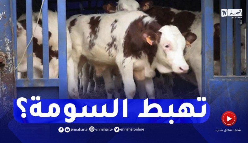 إستقرار أسعار اللحوم برمضان..هل سيكون الحل في إستيراد عجول التسمين؟