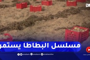 بداية عملية جني وتخزين البطاطا تحسبا لشهر رمضان الكريم