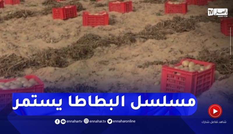 بداية عملية جني وتخزين البطاطا تحسبا لشهر رمضان الكريم