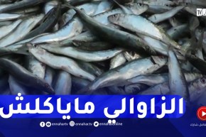 السردين ب1000 دج..سمك الفقراء لغير الفقراء