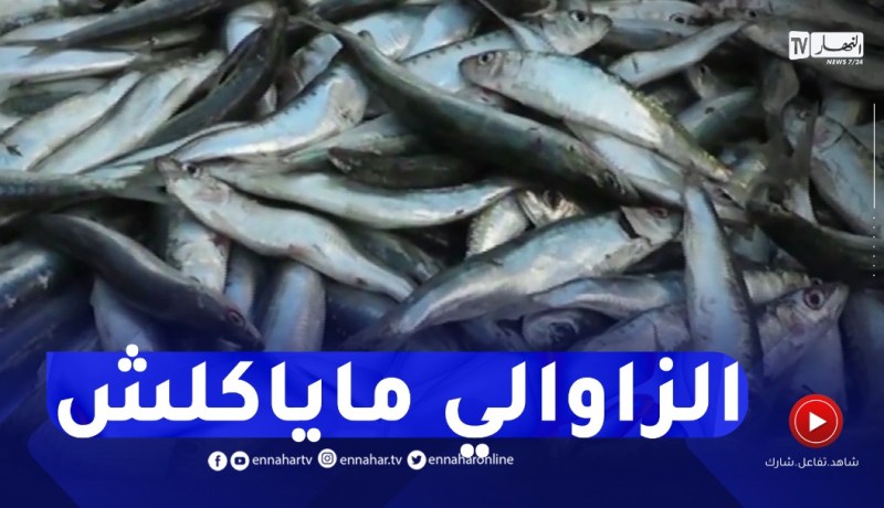 السردين ب1000 دج..سمك الفقراء لغير الفقراء