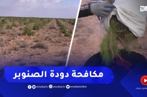 سعيدة .. تنصيب وحدة أشغال لمكافحة والقضاء على دودة الصنوبر