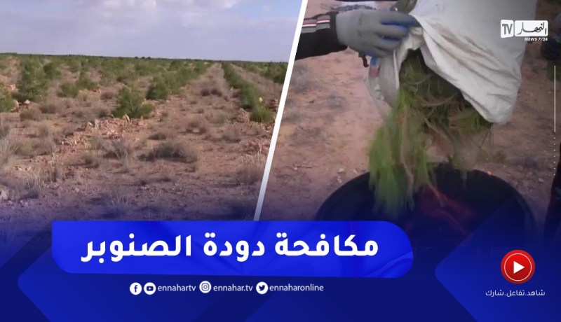 سعيدة .. تنصيب وحدة أشغال لمكافحة والقضاء على دودة الصنوبر