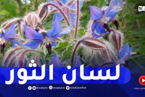 طب الأعشاب: عشبة “لسان الثور” وفوائدها الصحية