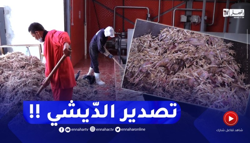 مجمع بلاط يحول بقايا الدجاج إلى أعلاف حيوانات موجهة للتصدير