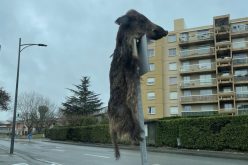 الإسلاموفوبيا تنخر فرنسا.. تعليق خنزير ميت أمام دار جنائز جزائرية