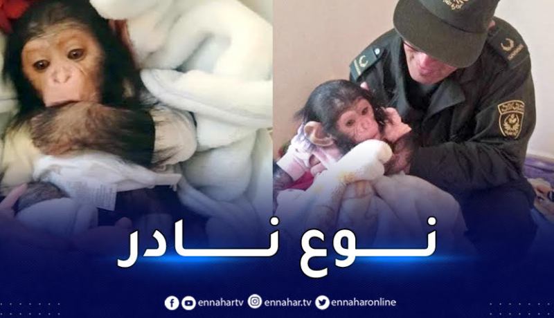 تلمسان..العثور على نوع من القردة المهددة بالإنقراض ببلدية البويهي