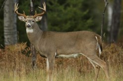 هذا ما أظهرته نتائج تحليل دم غزلان مصابة بأوميكرون