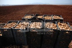 تخصيص 51 ألف هكتار لإنتاج 15 مليون قنطار من البطاطا هذا الموسم