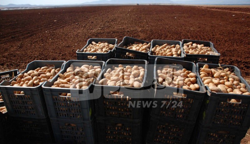 تخصيص 51 ألف هكتار لإنتاج 15 مليون قنطار من البطاطا هذا الموسم