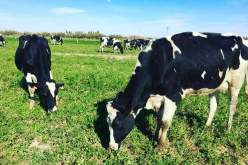 نحو استيراد 10 ألاف رأس من الأبقار موجهة للذبح