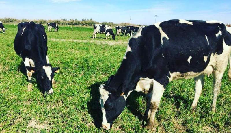 نحو استيراد 10 ألاف رأس من الأبقار موجهة للذبح