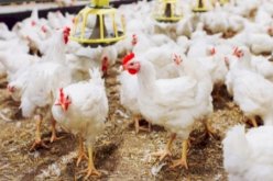 “التهاب أسعار الدواجن لن يتكرر في رمضان المقبل”