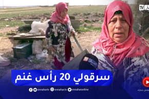 حياة الخالة حضرية تتحول إلى شقاء بعد السطو على قطيع غنمها بأم البواقي