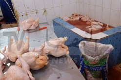 المسيلة: حجز 280 كلغ من الدجاج “الفاسد” بسيدي عيسى