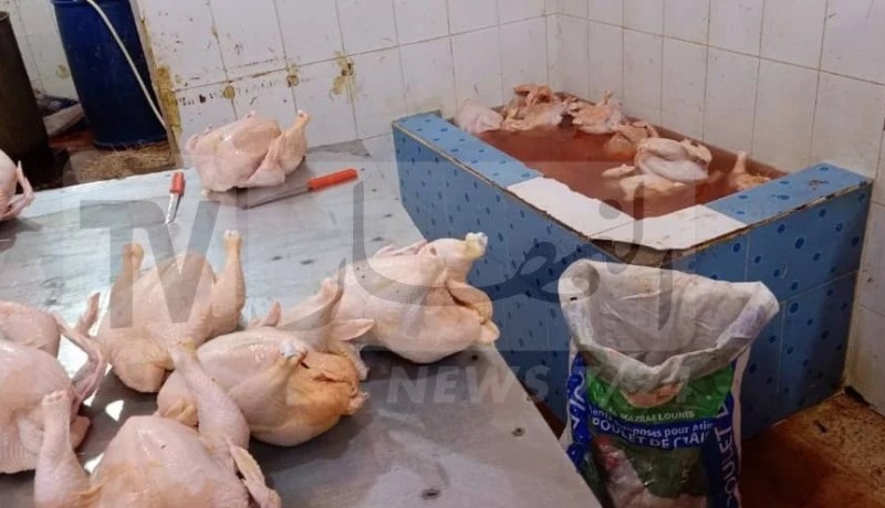 المسيلة: حجز 280 كلغ من الدجاج “الفاسد” بسيدي عيسى