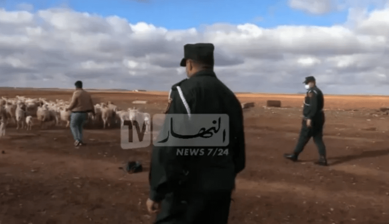 عنابة: تفكيك شبكة اجرامية مختصة في سرقة المواشي وتوقف 5 أشخاص
