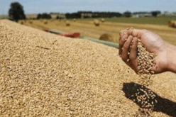 وضع مدير تعاونية الحبوب تحت الرقابة القضائية في مهدية بتيارت
