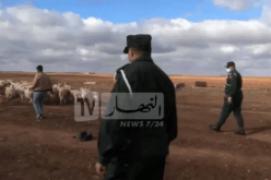 بجاية: الدرك الوطني يطيح بأفراد عصابة سرقة المواشي ببلدية فرعون