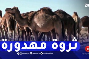 أوبار الإبل..ثروة مهدورة وشعبة تعاني الإهمال