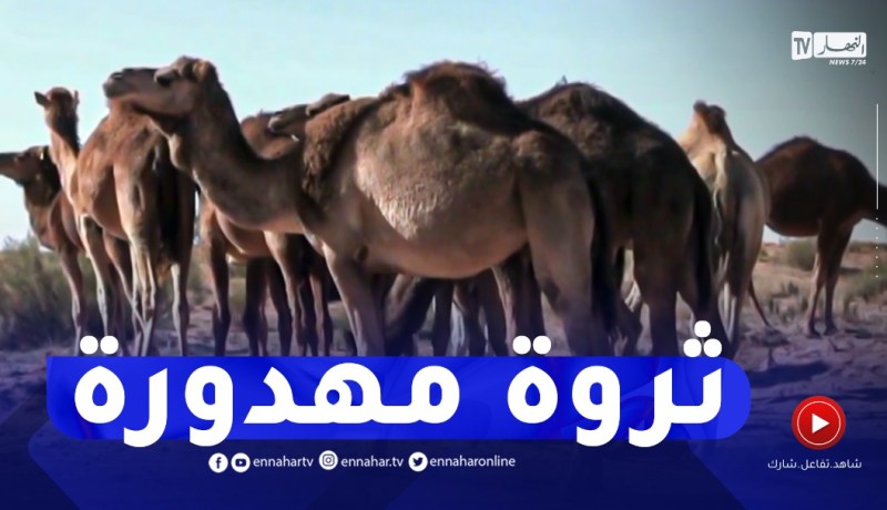 أوبار الإبل..ثروة مهدورة وشعبة تعاني الإهمال
