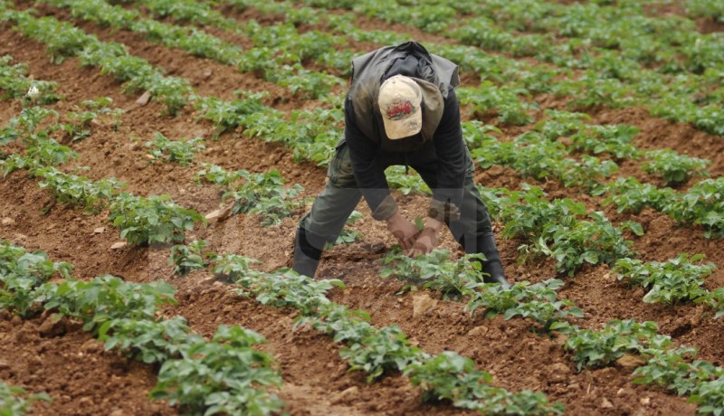 توزيع 95 ألف هكتار على المستثمرين بـ 5 ولايات