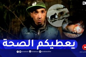 السلطات المحلية بالعفرون تقضي على الكلاب المسعورة التي تسببت في وفاة الطفل صلاح الدين خليل