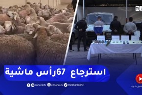 غليزان: مصالح الدرك تطيح بشبكة مختصة في سرقة المواشي بعدد من ولايات الغرب الجزائري