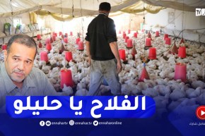 زبدي: تكاليف الأعلاف من أسباب ارتفاع أسعار اللحوم البيضاء