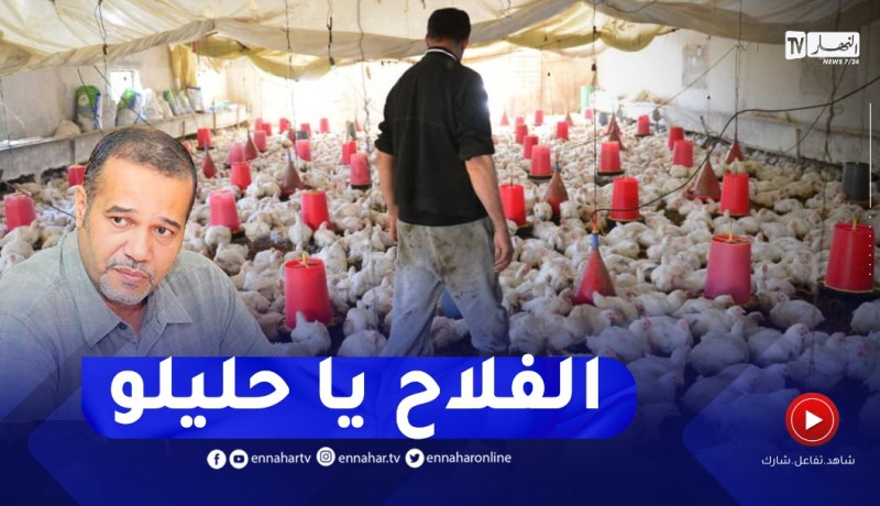 زبدي: تكاليف الأعلاف من أسباب ارتفاع أسعار اللحوم البيضاء