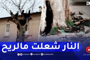 الحماية المدنية للبليدة تكشف تفاصيل نشوب حرائق بالأشجار في الطريق العام ببوفاريك