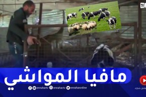 عصابات سرقة المواشي تضرب من جديد وفلاحون تحت الصدمة