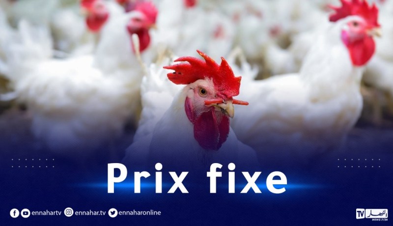 هذا النوع من الدجاج بـ240 دينار وضخ 430 مليون حبة بيض في رمضان