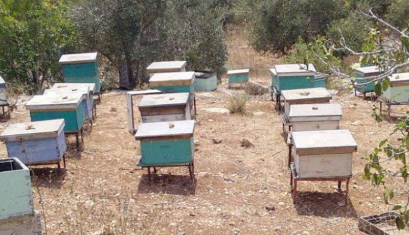 توزيع أكثر من 3000 خلية نحل على الفلاحين المتضررين من الحرائق في بجاية