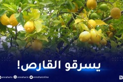 العاصمة.. عصابة تسرق المحاصيل الزراعية في قبضة الدرك الوطني