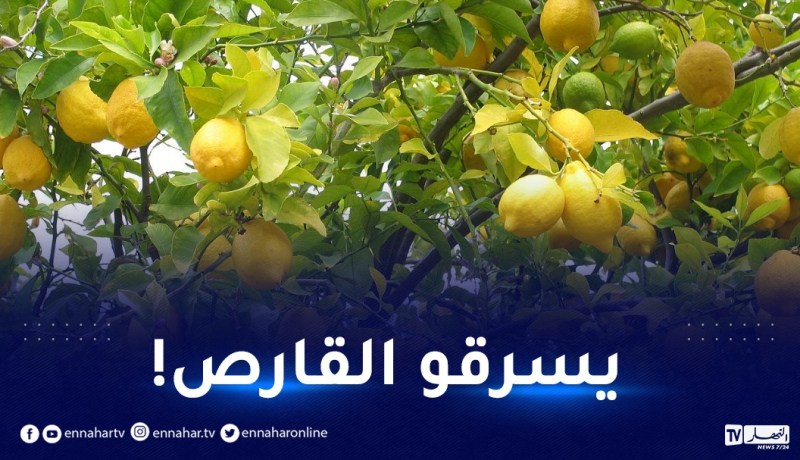 العاصمة.. عصابة تسرق المحاصيل الزراعية في قبضة الدرك الوطني
