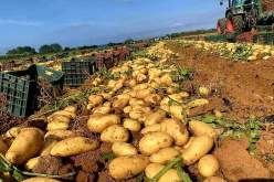الجزائري يستهلك قنطار من البطاطا في السنة