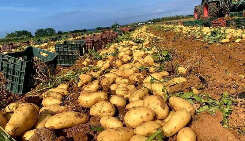 الجزائري يستهلك قنطار من البطاطا في السنة