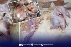 المدية..حجز  قرابة 3 قناطير من لحم الديك الرومي