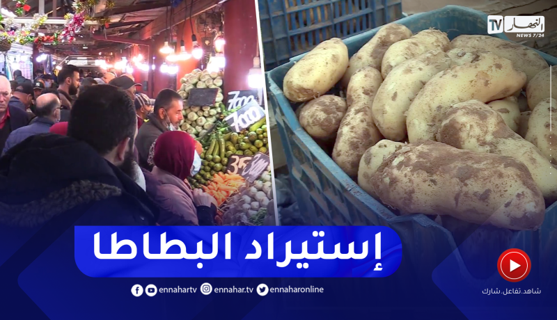 البطاطا تهزم وزارة الفلاحة والعودة إلى الإستيراد