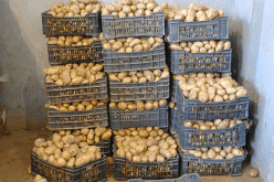 بداية من الاسبوع المقبل .. إخراج 15 ألف طن من مخزون البطاطا