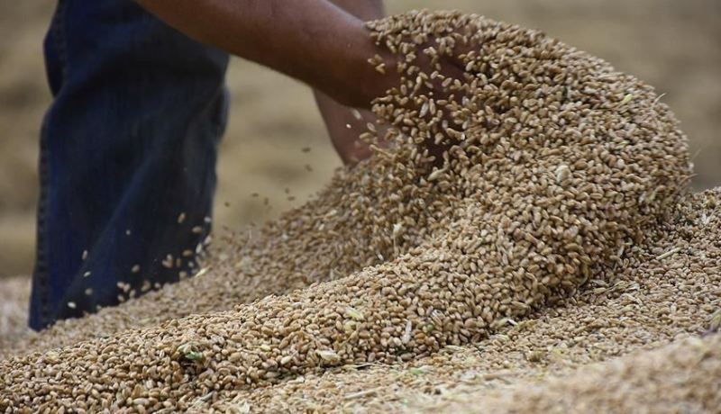 مصر: مستعدون لإعادة تصدير القمح الروسي لدول إفريقيا