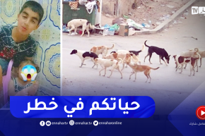 حوادث: ظاهرة الكلاب الضالة في الشوارع .. من يتحمل المسؤولية